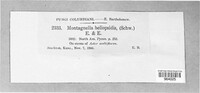 Gibberidea heliopsidis image